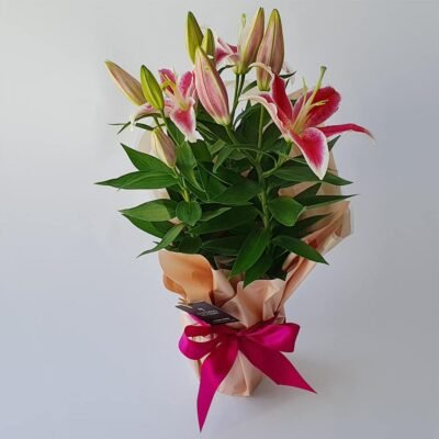 Flor Lírio Rosa Embalado Presente