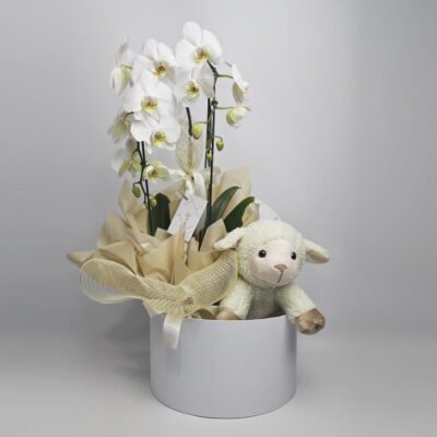 Orquídea Branca No Box Com Pelúcia Safaria Ovelha