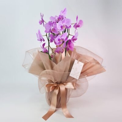 Orquídea Rosa Para Presente - Mia