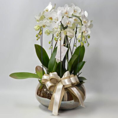 Composição 4 Orquídeas Brancas Vaso Luxo