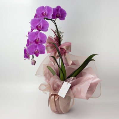 Orquídea Cascata Para Presente Premium